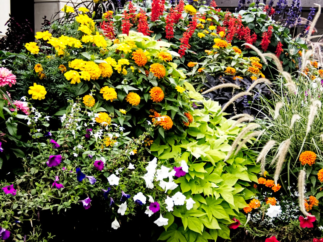 Outdoor display of flowers