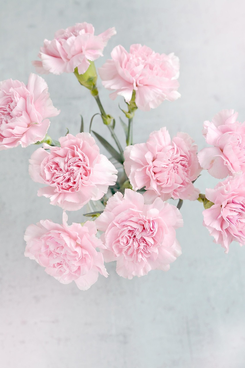 carnations, flowers, flower background, pink, nature, pink flowers, pink carnations, flower wallpaper, pink petals, petals, beautiful flowers, bloom, blossom, flower arrangement, floral arrangement, bunch, bunch of flowers