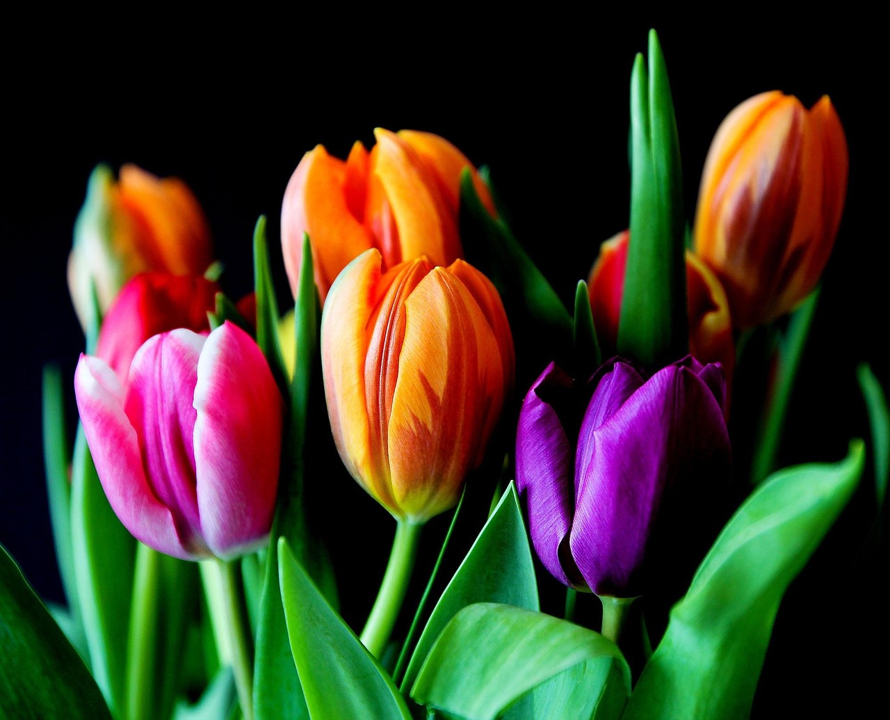 flowers, tulips, flower wallpaper, bouquet, nature, cut flowers, colorful, flora, beautiful flowers, flower background, plants, flower arrangement, floral arrangement, colorful flowers, petals, leaves